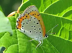 Lycaena hyllus (bronze copper) Adult, ventral view of wings.