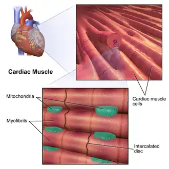 Cardiac Muscle diagram