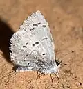 Celastrina ladon (spring azure) Adult, ventral view of wings.