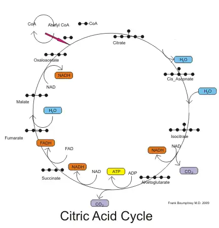 Citric Acid Cycle pathway