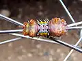Cup Moth on bicycle wheel