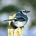 Blue Jay