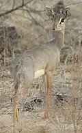 Dik-dik