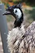 Dromaius novaehollandiae (Emu)