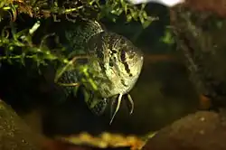 Centrarchidae (Sunfish)