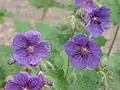 Geranium platypetalum