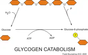 glycogen catabolism