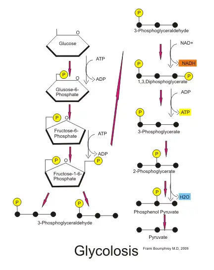 Glycolosis pathway