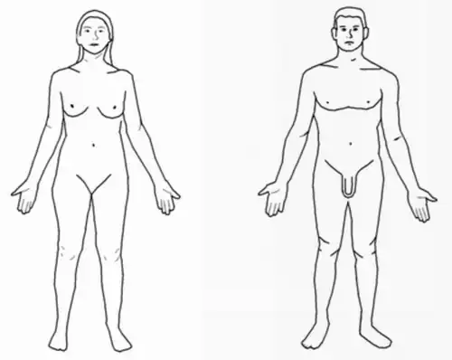 The human body - Male and Female