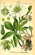 19th century illustration of Helleborus niger