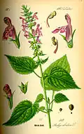 Stachys sylvatica (Hedge Woundwort)