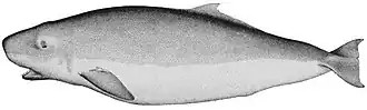 Pygmy Sperm Whale