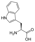 L-tryptophan Trp, W