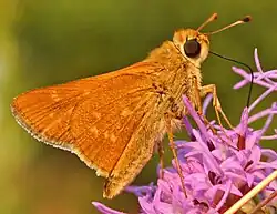 Hesperia leonardus (Leonard's skipper) Adult, ventral view of wings.