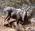 Nyala