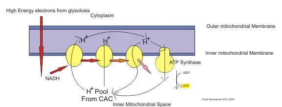 Hydrogen transport system pathway