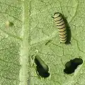 Larva of Monarch on milkweed