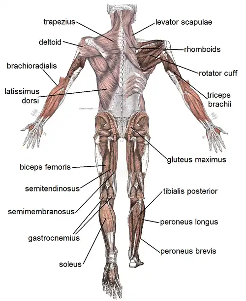 Muscles of the Body