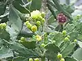 Cuija (Tribe Opuntieae)