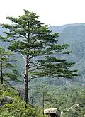 Pine Tree