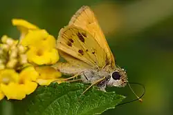 Polites vibex (whirlabout) Adult male, ventral view of wings.