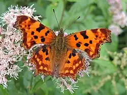 Polygonia c-album (comma) Adult, dorsal view.