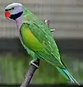 ਤ - ਤੋਤਾ Parrot