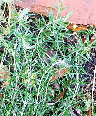 A rosemary bush with many flowers