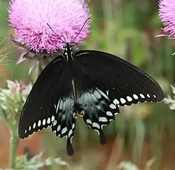 Papilio troilus (spicebush swallowtail) Adult male, dorsal view.