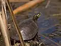 Painted Turtle