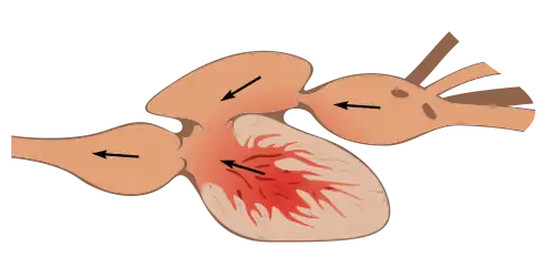 Fish - two chamber heart