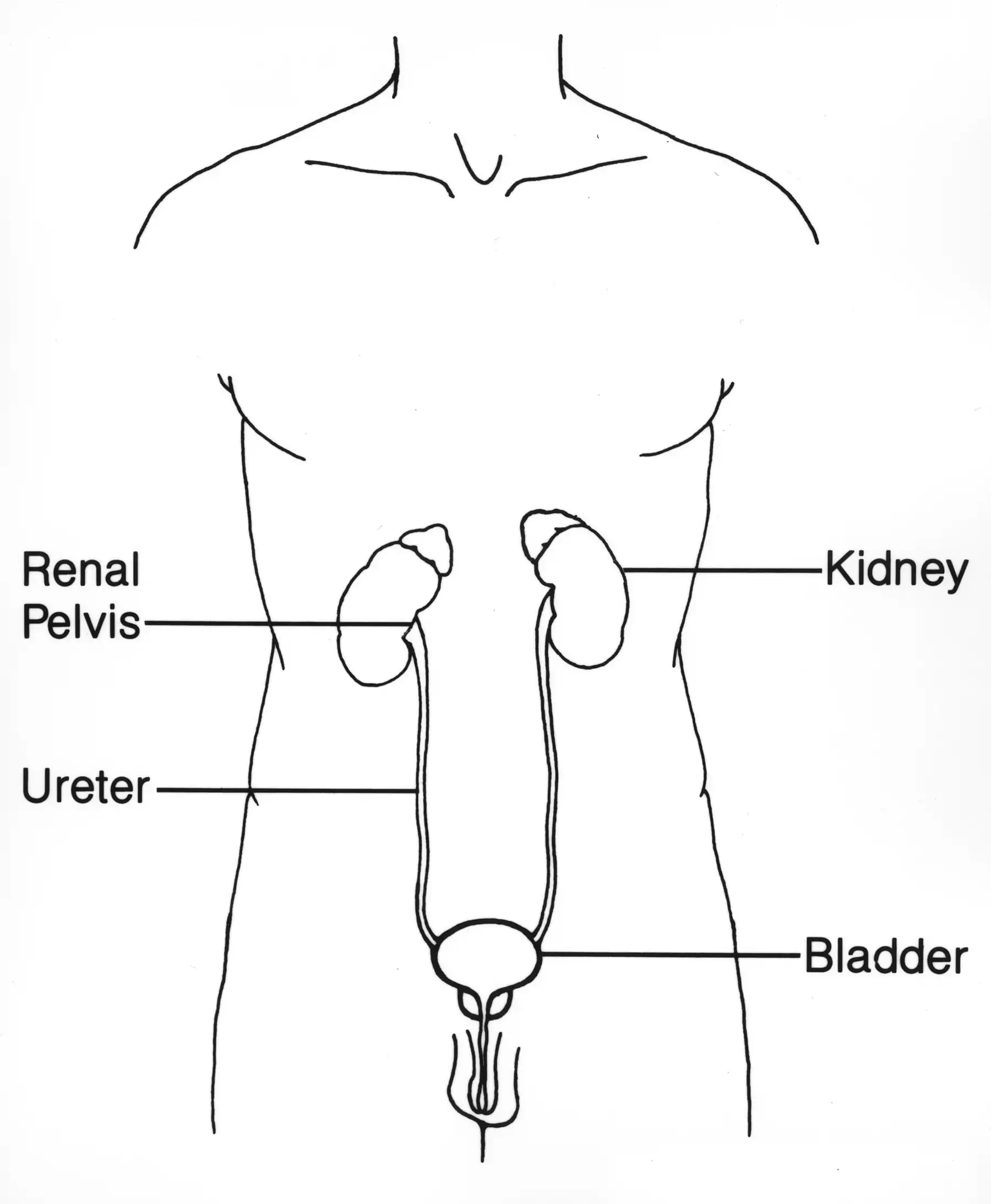 Urinary (male)