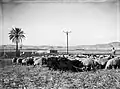 Ramat David 1936