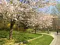 Spring in the park