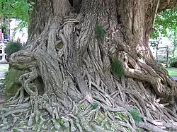 Gingko tree