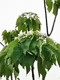 Inflorescence