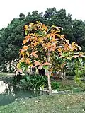 Plant in winter