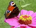 Aglais io on Zinnia elegans