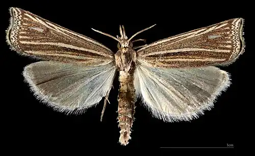 ♂