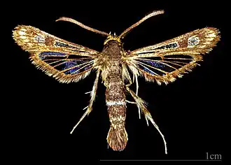 ♂