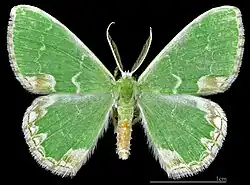 ♂