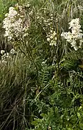 Habitat