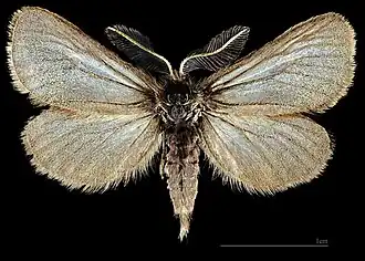♂
