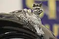 Hood ornament of the car, in form of the griffin from the coat of arms of Szczecin.