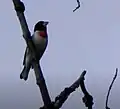 Pheucticus ludovicianus Rose-Breasted Grosbeak. Camden State Park, MN. 20160520.