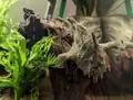 Brackish-water frogfish using pectoral fins for locomotion