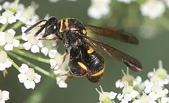 ♀ an Berg-Haarstrang