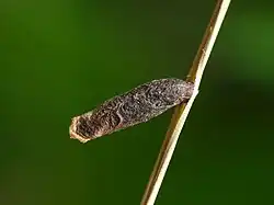 Larval case