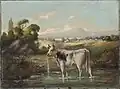 Marin County, Mount Tamalpais in Distance, 1906