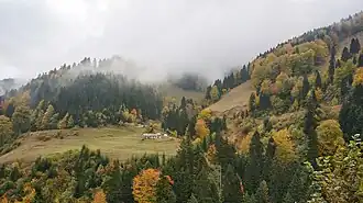 Forests